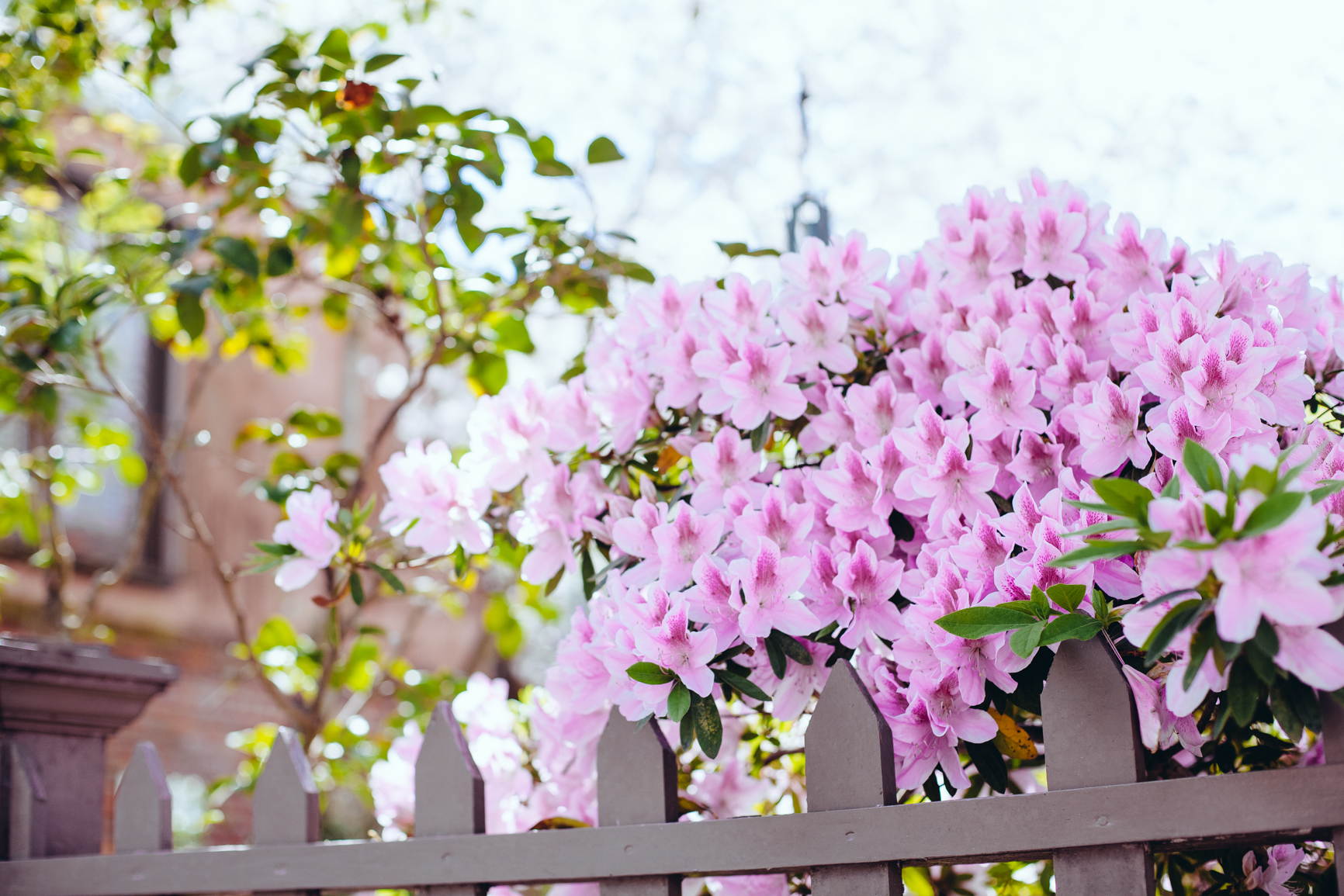 CharlestonSC_Blog-49