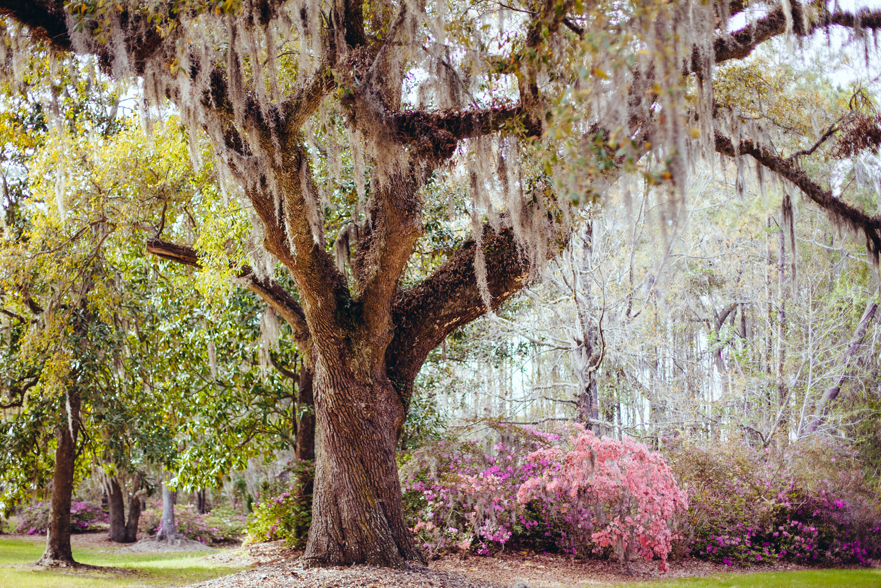 CharlestonSC_Blog-59
