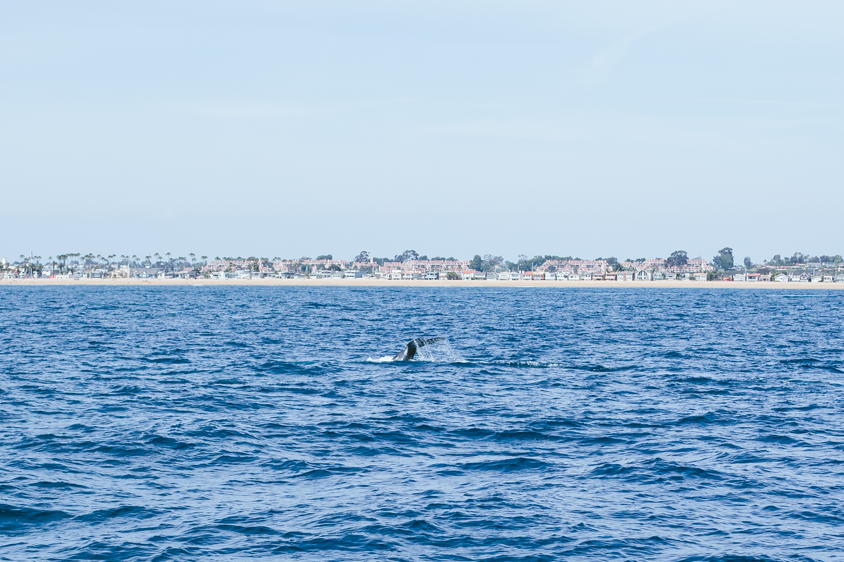 WhaleWatching_Blog-21